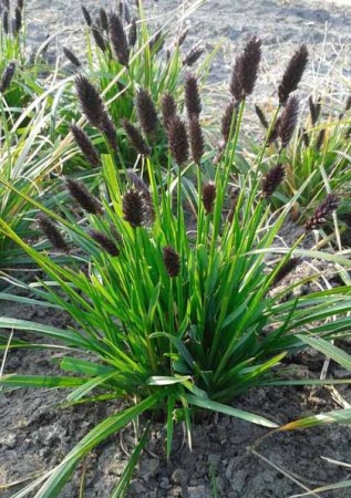 SESLERIA heufleriana